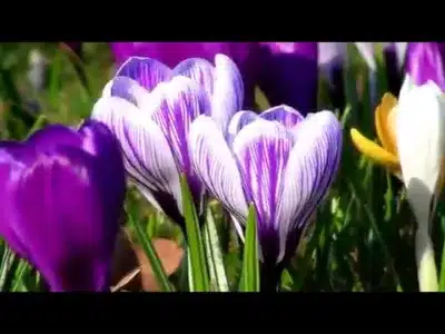 Maalai Ondru Kaiyil Lyrics Translation | Kathanayaki | K. Jamuna Rani | Radha Jayalakshmi