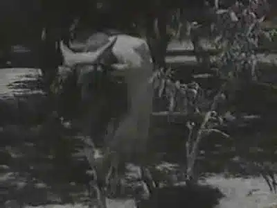 Jingu Jingunnu Lyrics Meaning — Pattaliyin Vetri | P. Susheela