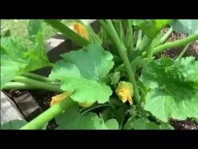 Karpaga Solaiyile Lyrics Meaning - Srivalli | T. R. Mahalingam