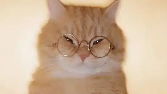 Montagem Miau Lyrics [English Translation] | Lenar