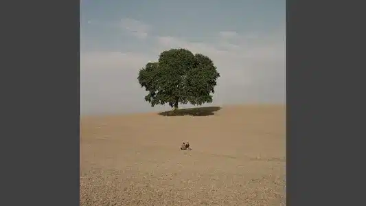 Vil Du Noget? Lyrics (with English Meaning) | Guldimund | Saveus