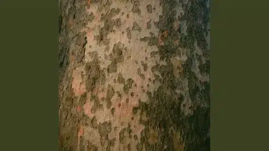 Pre-Logue Lyrics {English Translation}: She Her Her Hers