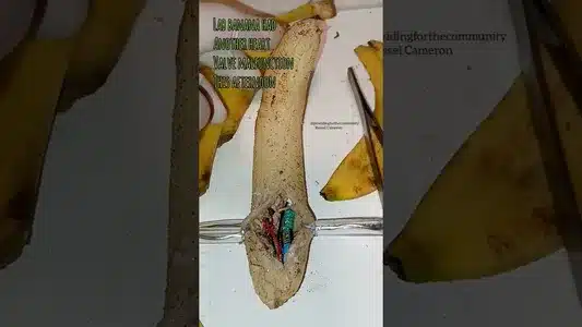 Girls Band Never Die Lyrics {English Translation} - Chakura