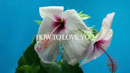 How To Love You Lyrics English Translation - Shimmer | Tuimi