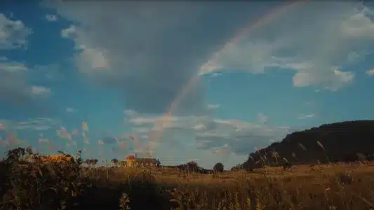 See, Saw Lyrics English Meaning: Sonoras | Sweet William