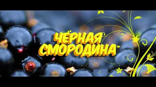 Чёрная Смородина Lyrics {English Translation}: Sevenrose