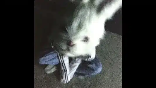 Icebluerabbit Lyrics [English Meaning]: Soyeon