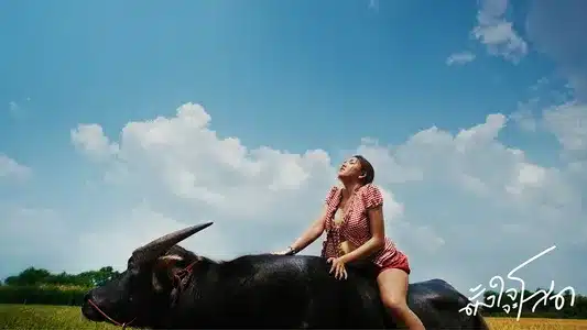 ตั้งใจจะโสด Lyrics {English Translation} — Rachyo